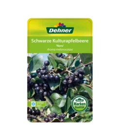 Apfelbeere, Aronia 'Nero' -Weber Store 00000000 Aronia melanocarpa Nero 2016 1