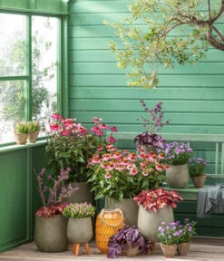 Garten-Scheinsonnenhut 'Cheyenne Spirit' -Weber Store 20210930 WE MO 001 EchinaceaPurpureaRoter Sonnenhut GC13 2022