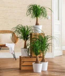 Dehner Keramik-Übertopf Basic, Rund -Weber Store 3231412 WE MO 001 TopfBasicWeiss