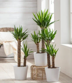 Dehner Keramik-Übertopf Basic, Rund -Weber Store 3231560 WE MO 001 TopfBasicWeiss