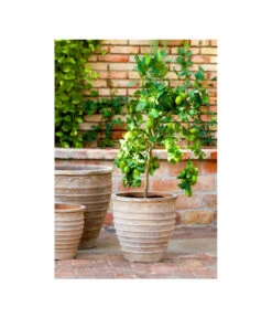 Terrakotta-Topf Perugia, Rund, Antik-terrakotta -Weber Store 3315926 3315892 3315819 WE MO 001 TerrakottaPflanztopfantikrundBlumentopf