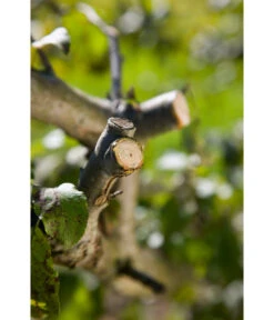 GARDENA Comfort Ratschenschere SmartCut 9 GARDENA Comfort Ratschenschere SmartCut -Weber Store 3657947 WE MO 003 GardenaComfortRatschenschereSmartCut