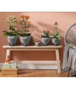 Kalanchoe - Kalanchoe Humilis 'Desert Surprise' -Weber Store 4118931 8238719 WE MO 001 TopfKalanchoeAnthrazit