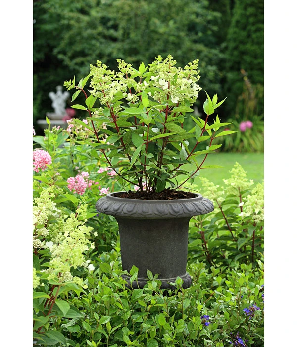 Dehner Leichtbeton-Pokal Clayfibre, Antik-schwarz, Ø 38 Cm 2 Dehner Leichtbeton-Pokal Clayfibre, Antik-schwarz, Ø 38 Cm – Bild 2