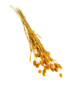 Trockenblumenbund Glanzgras, Gelb