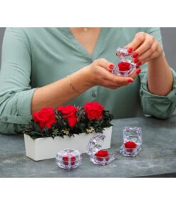 Dehner Keramik-Jardiniere Mit Longlife-Rose Elen, Rot, Ca. B23/H11/T7 Cm 5 Dehner Keramik-Jardiniere Mit Longlife-Rose Elen, Rot, Ca. B23/H11/T7 Cm -Weber Store 6537724 WE MO 001 LonglifeArrangementElenRot ImageBild Content