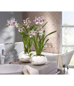 Scheurich Keramik-Übertopf Mirror Silver, Oval, Silber, Ca. B29/H14/T23 Cm 7 Scheurich Keramik-Übertopf Mirror Silver, Oval, Silber, Ca. B29/H14/T23 Cm -Weber Store 6642029 PR MO 001 OrchideentopfMirrorSilber