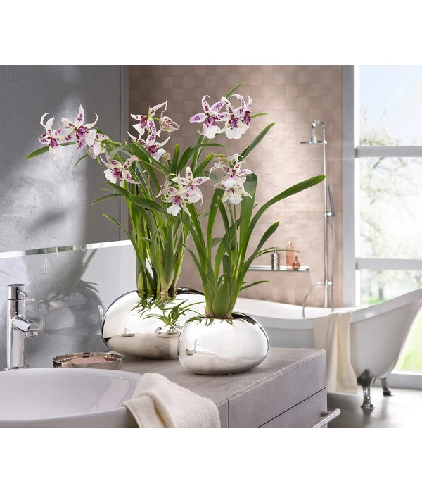 Scheurich Keramik-Übertopf Mirror Silver, Oval, Silber, Ca. B29/H14/T23 Cm 3 Scheurich Keramik-Übertopf Mirror Silver, Oval, Silber, Ca. B29/H14/T23 Cm – Bild 3