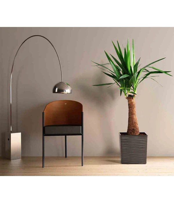 Siena Garden Kunststoff-Topf Biron, Eckig, Ca. B40/H41,5/T40 Cm 2 Siena Garden Kunststoff-Topf Biron, Eckig, Ca. B40/H41,5/T40 Cm – Bild 2