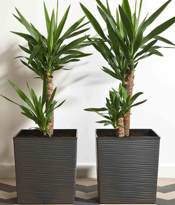 Siena Garden Kunststoff-Topf Biron, Eckig, Ca. B40/H41,5/T40 Cm 3 Siena Garden Kunststoff-Topf Biron, Eckig, Ca. B40/H41,5/T40 Cm – Bild 3