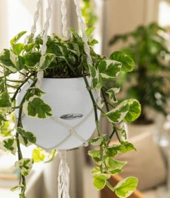 LECHUZA® PURO Color, All-in-One-Set, Inkl. Makramee-Aufhängung -Weber Store 6695415 WE MO 001 PuroColorMakrameeSetWeiss