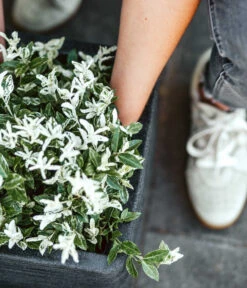 Capi Europe Kunststoff-Topf Rib, Quadratisch -Weber Store 6697122 WE DE 001 CapiEuropeKunststoffTopfRibquadratisch