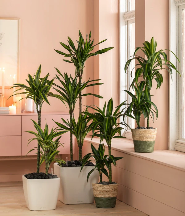 Drachenbaum - Dracaena Fragrans 'Hawaiian Sunshine' 2 Drachenbaum - Dracaena Fragrans 'Hawaiian Sunshine' – Bild 2