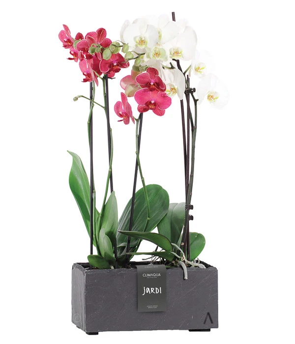 Climaqua Schiefer-Kasten Jardi, Rechteckig, Ca. B28/H13/T13 Cm 2 Climaqua Schiefer-Kasten Jardi, Rechteckig, Ca. B28/H13/T13 Cm – Bild 2