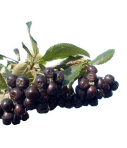 Apfelbeere, Aronia 'Nero' -Weber Store 7045701 BildFS 001 AroniaAroniaMelanocarpaNero