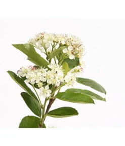 Apfelbeere, Aronia 'Nero' -Weber Store 7045701 PR DE 001 AroniaMelanocarpaNero3LDehnerExpressHerzig