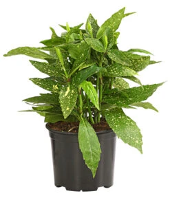 Buntlaubige Aukube 'Variegata'