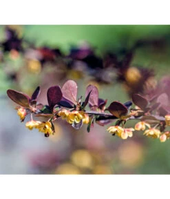 Blut-Berberitze 'Atropurpurea' -Weber Store 7066848 PR DE 001 BerberisThunbergiaBerberitzeRetLucknerMai2015