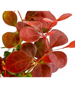 Blut-Berberitze 'Atropurpurea' -Weber Store 7066871 WE DE 001 BerberitzeBerberisThunbergiiAtro1LDehnerExpressHerzig