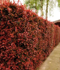 Blut-Berberitze 'Atropurpurea' -Weber Store 7066871 WE MO 003 BlutBerberitzeRoteHecken