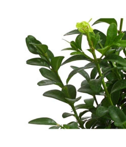 Buchs -Weber Store 7083108 PR DE 001 BuchsBuxusGuteWahl9DehnerExpressHerzig