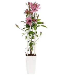 Waldrebe - Clematis, Spalier -Weber Store 7125156 WE FS 001 ClematisGestreifteSorteWaldrebe2LDehnerExpressHerzig
