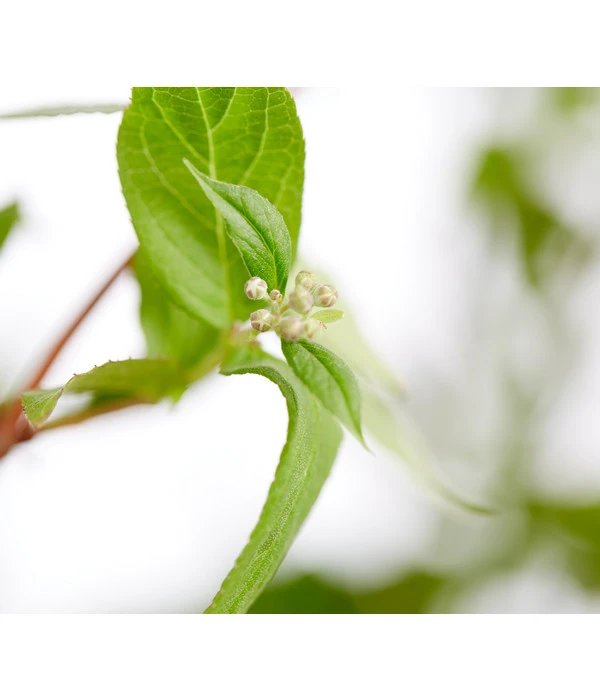 Prächtige Deutzie 4 Prächtige Deutzie – Bild 4