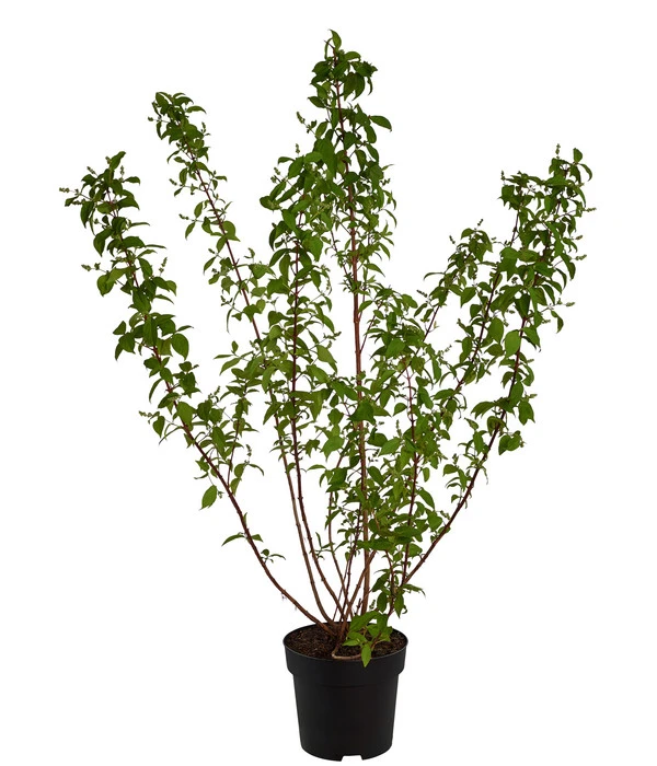 Prächtige Deutzie 2 Prächtige Deutzie – Bild 2