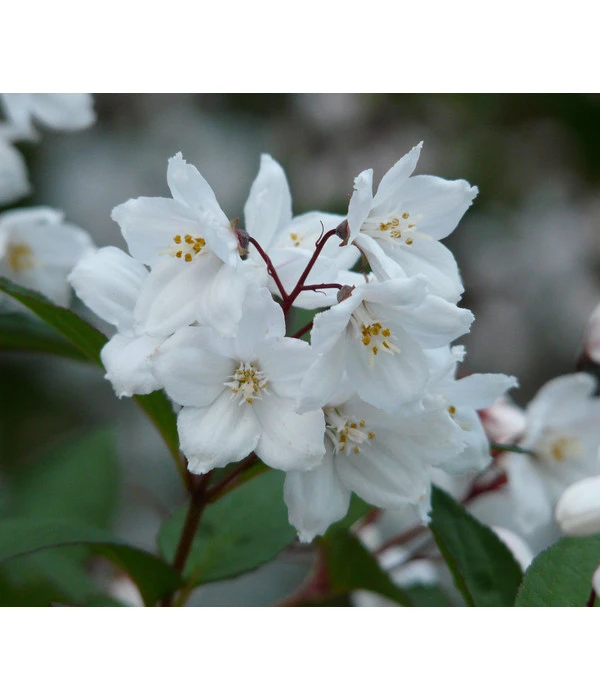 Prächtige Deutzie 1 Prächtige Deutzie