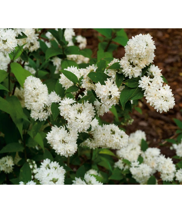 Prächtige Deutzie 3 Prächtige Deutzie – Bild 3