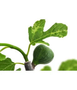 Bornholmfeige 5 Bornholmfeige -Weber Store 7186315 WE DE 001 FicusBornholmfeigeT17