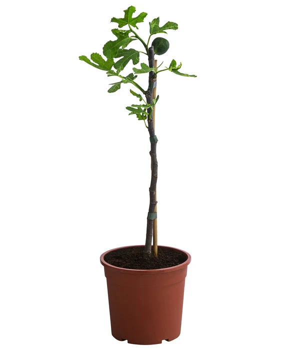 Bornholmfeige 2 Bornholmfeige – Bild 2