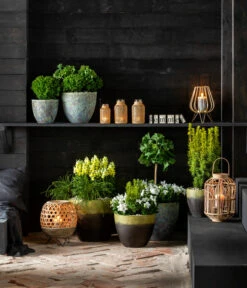 Gelbe Säuleneibe 'David' -Weber Store 7196199 WE MO 001 GinkgoBilobaTaxusBaccataEibeThujaTeddyLebensbaumKonifere 2021 BL13