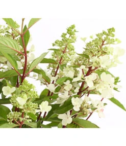 Rispen-Hortensie 'Pinky Winky' -Weber Store 7224033 PR DE 001 HortensieHydrangeaPinkyWinky5LDehnerExpressHerzig