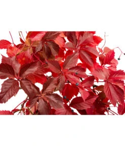 Wilder Wein 'Veitchii' - Dreispitz-Jungfernrebe -Weber Store 7299662 WE DE 002 ParthenocissusVeitchii