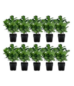 2-3 Meter Kirschlorbeer 'Etna', 10 X Ca. 20-30 Cm