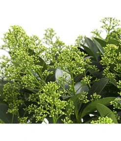 Blütenskimmie 'White Lady'