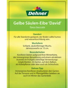 Gelbe Säuleneibe 'David' -Weber Store 7503980 GelbeSaeulen EibeDavid Etikett 2