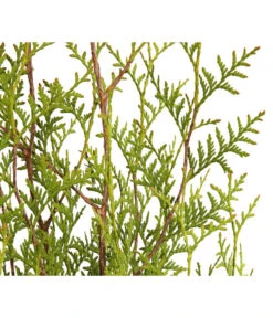 7 Meter Lebensbaum 'Brabant', 14 X Ca. 150-175 Cm -Weber Store 7511009 WE DE 001 LebensbaumThujaOccidentalisBrabant3L