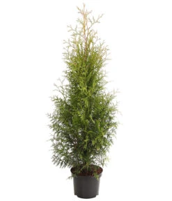 Lebensbaum 'Brabant'