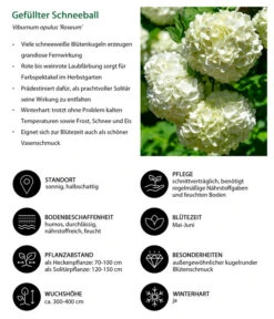 Gefüllter Schneeball 'Roseum' -Weber Store 7536592 WE IG 001 GefuellterSchneeball