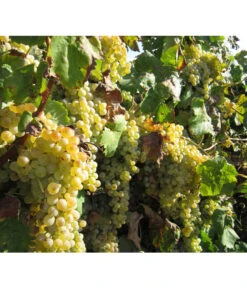 Dehner Gourmet Garten Tafeltraube 'Palatina' -Weber Store 7540099 WE MO 001 GGWeinPalatinaPixabay