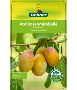 Dehner Aprikosenmirabelle 'Aprimira' 8 Dehner Aprikosenmirabelle 'Aprimira' -Weber Store 7600851 AprikosenmirabelleAprimira Etikett 1
