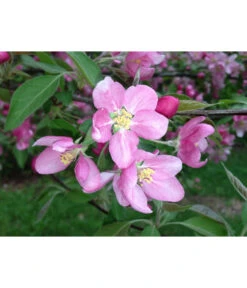 Rotfleischiger Apfel 'Baya Marisa' -Weber Store 7610488 PR DE 001 MalusApfelRotfleischigBluetePixabay