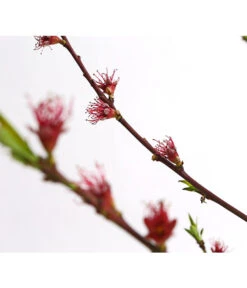 Dehner Pfirsich 'Benedicte' -Weber Store 7611155 WE DE 001 PfirsichBenedicteDehnerExpressHerzig