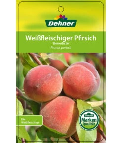 Dehner Pfirsich 'Benedicte' -Weber Store 7611155 WeissfleischigerPfirsichBenedicte Etikett 1