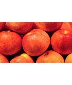 Bestseller -Weber Store 7621865 WE MO 001 ZergapfelCroquellaPixabay