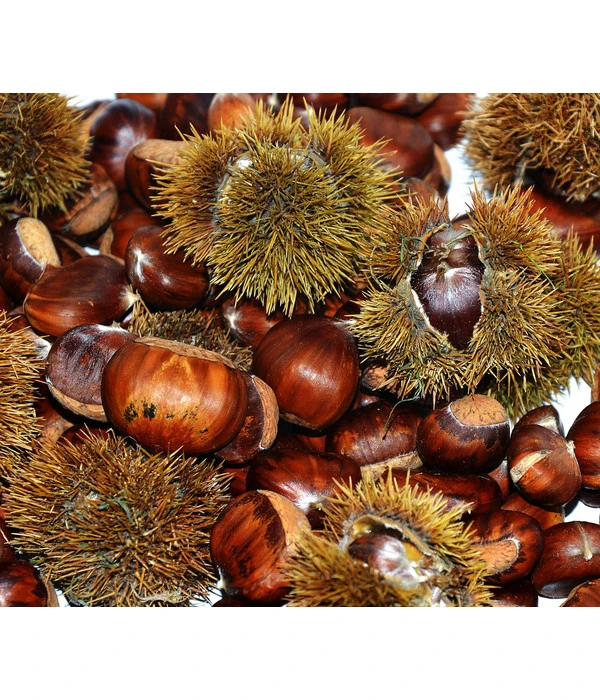 Esskastanie 'Bouche Rouge' 1 Esskastanie 'Bouche Rouge'