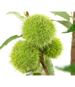 Esskastanie 'Bouche Rouge' 5 Esskastanie 'Bouche Rouge' -Weber Store 7621964 WE DE 002 CastaneaSativaBocheRougeEsskastanie