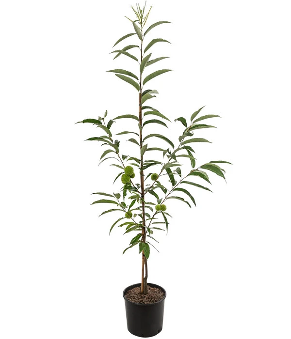 Esskastanie 'Bouche Rouge' 2 Esskastanie 'Bouche Rouge' – Bild 2